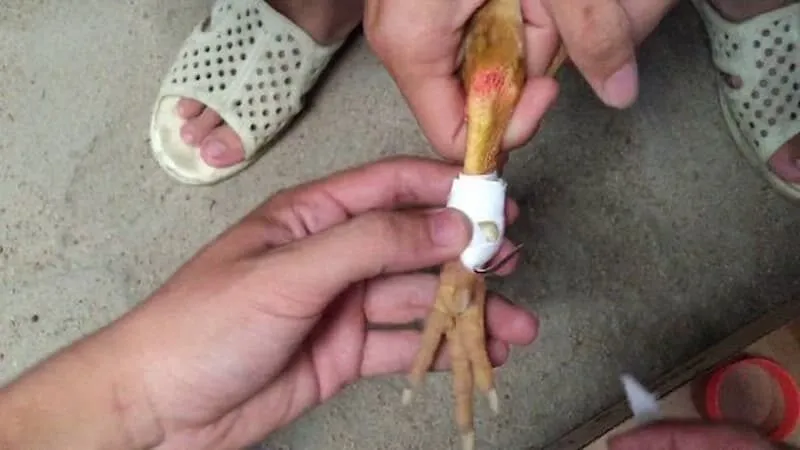 Vai trò của cách lên cựa gà