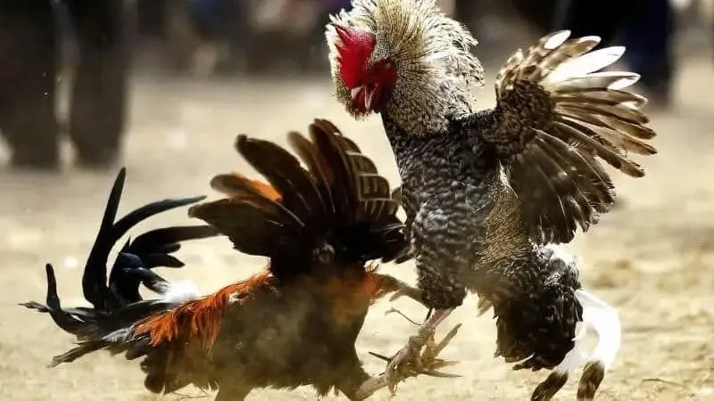 Mẹo và kinh nghiệm chơi đá gà VB88 hiệu quả